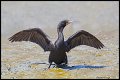_3SB6095 double-crested cormorant